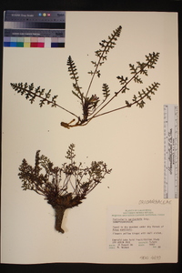 Pedicularis semibarbata image